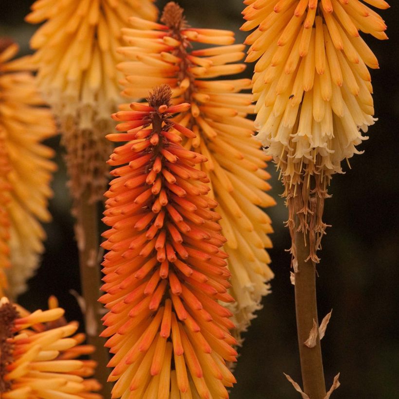 Kniphofia Tawny King (Floración)