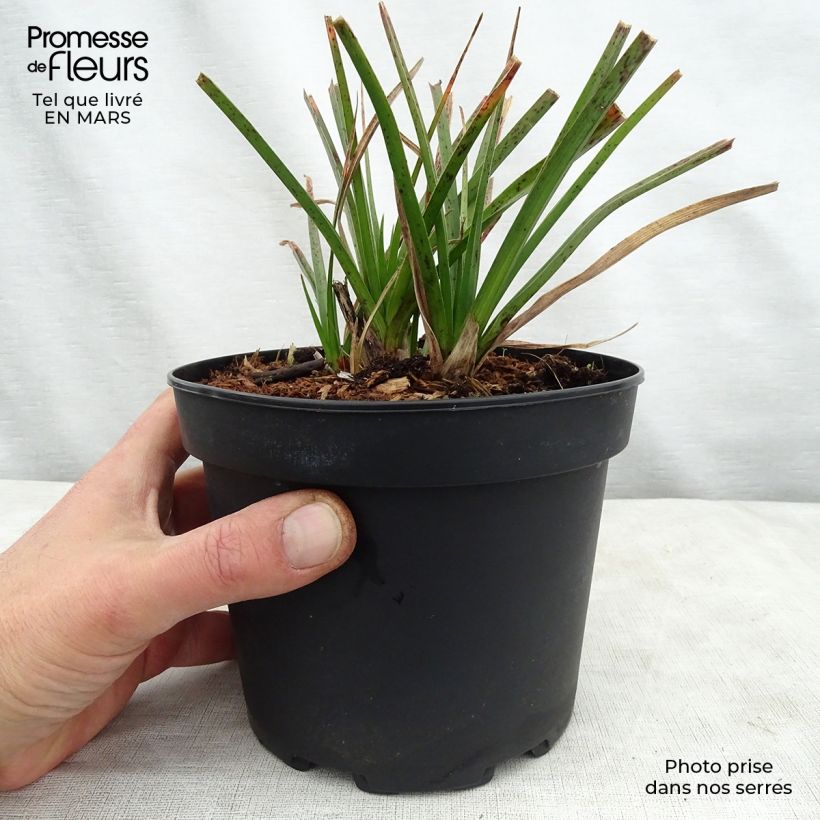 Kniphofia Tawny King - Tritoma en pot de 2L/3L Ejemplar entregado en la primavera