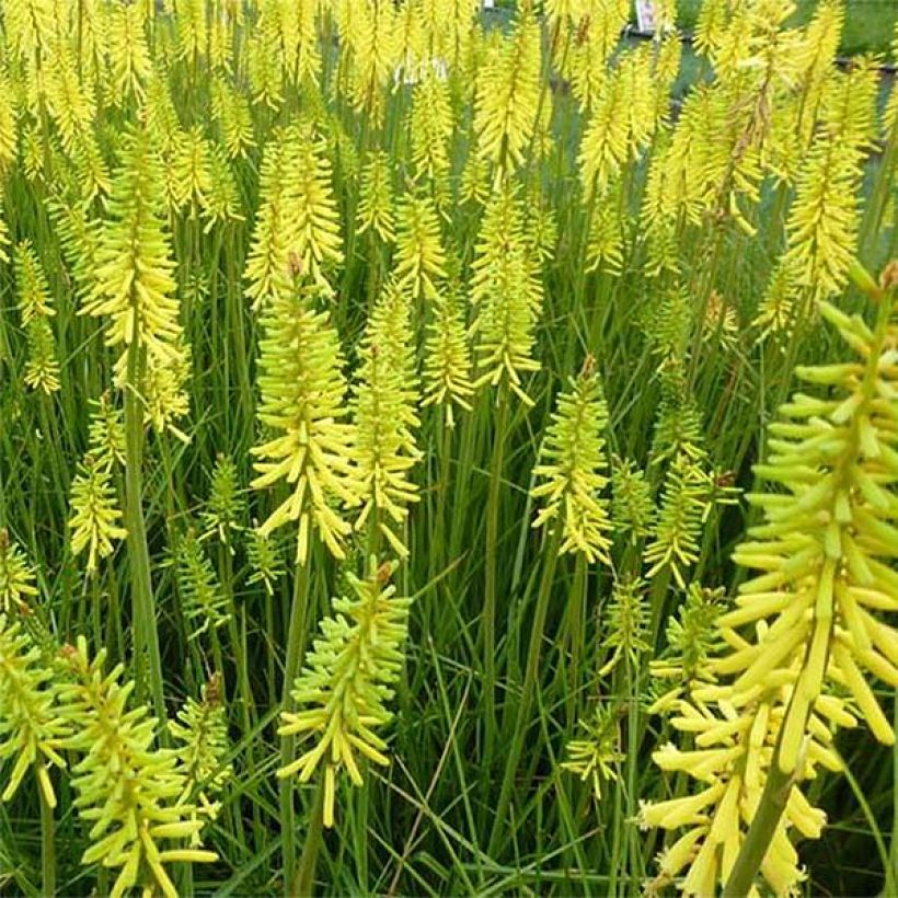 Kniphofia Vanilla (Floración)