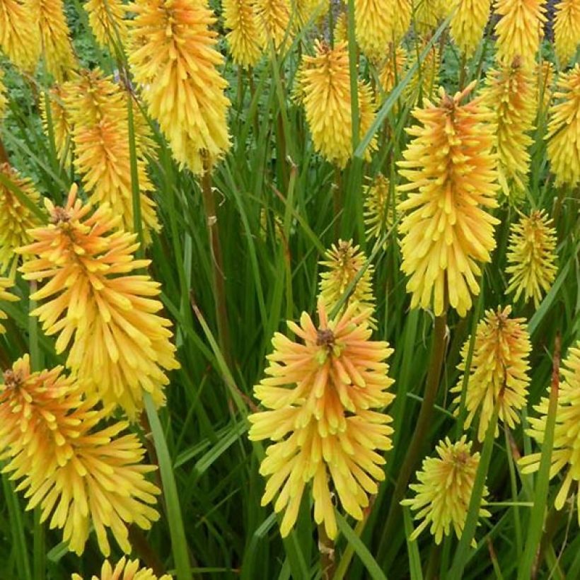 Kniphofia Wrexham Buttercup (Floración)