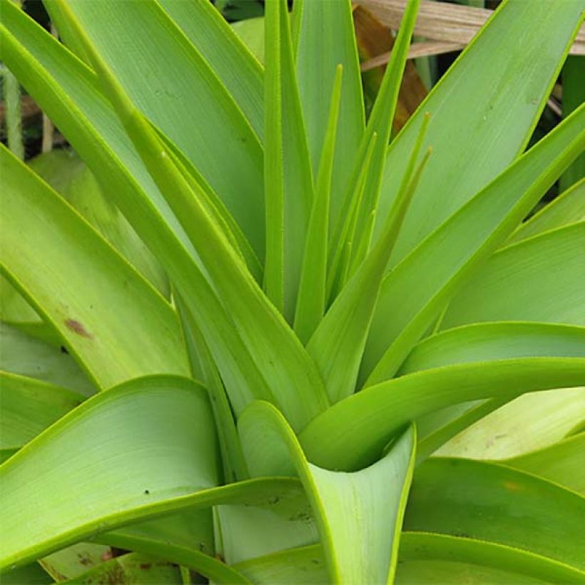 Kniphofia northiae - Lirio antorcha (Follaje)