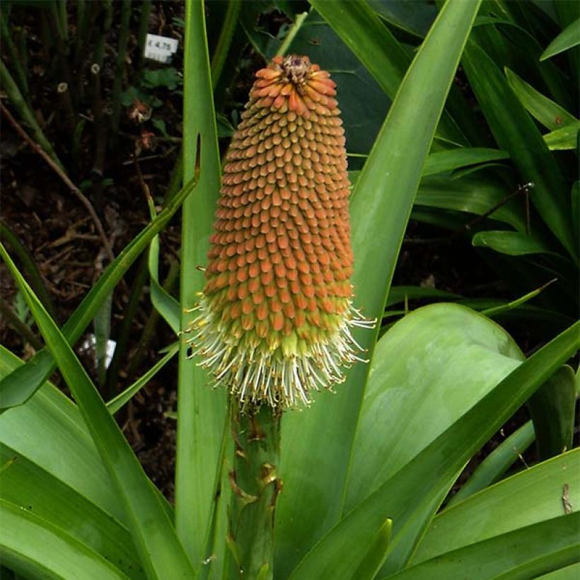 Kniphofia northiae - Lirio antorcha (Floración)