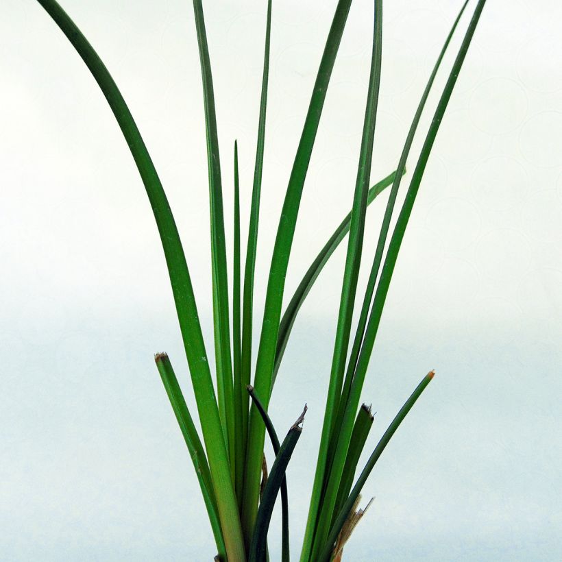 Kniphofia rooperi (Follaje)