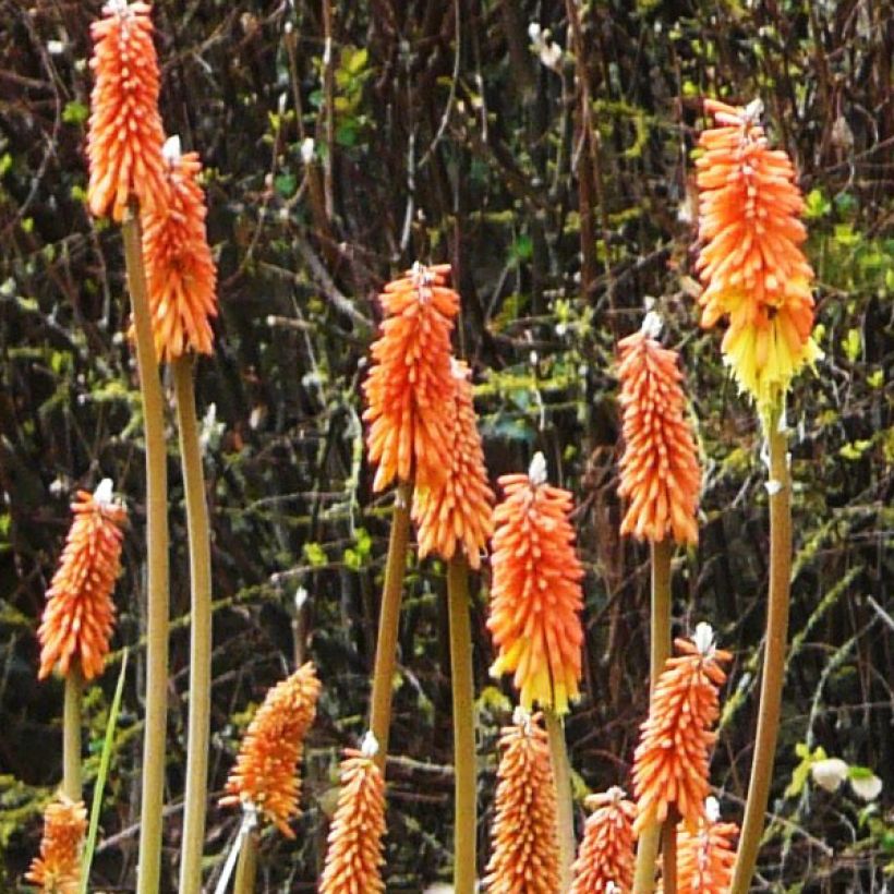 Kniphofia uvaria - Tritoma (Floración)