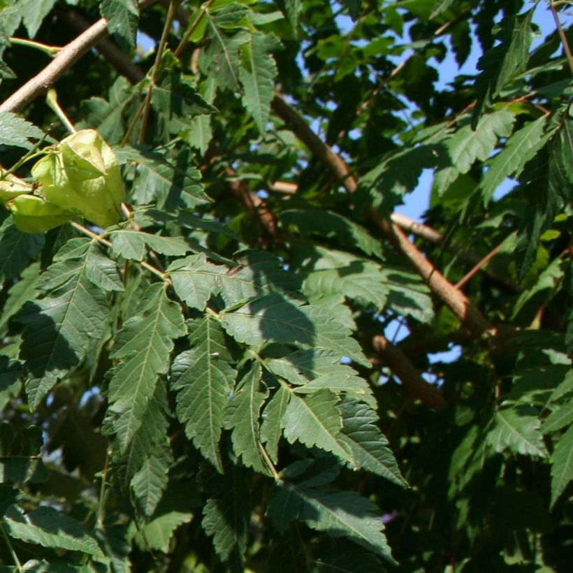 Koelreuteria paniculata - Jabonero de la China (Follaje)