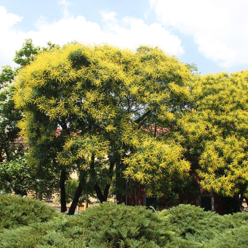 Koelreuteria paniculata - Jabonero de la China (Porte)