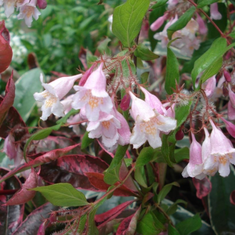 Kolkwitzia amabilis Pink Cloud - Arbusto de la belleza (Floración)