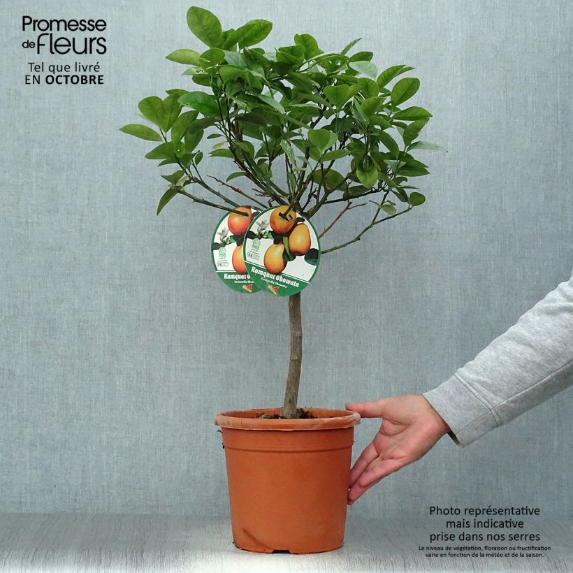 Ejemplar de Kumquat Fukushu ou Jiangsu - Fortunella obovata Pot de 4L/5L entregado en otoño