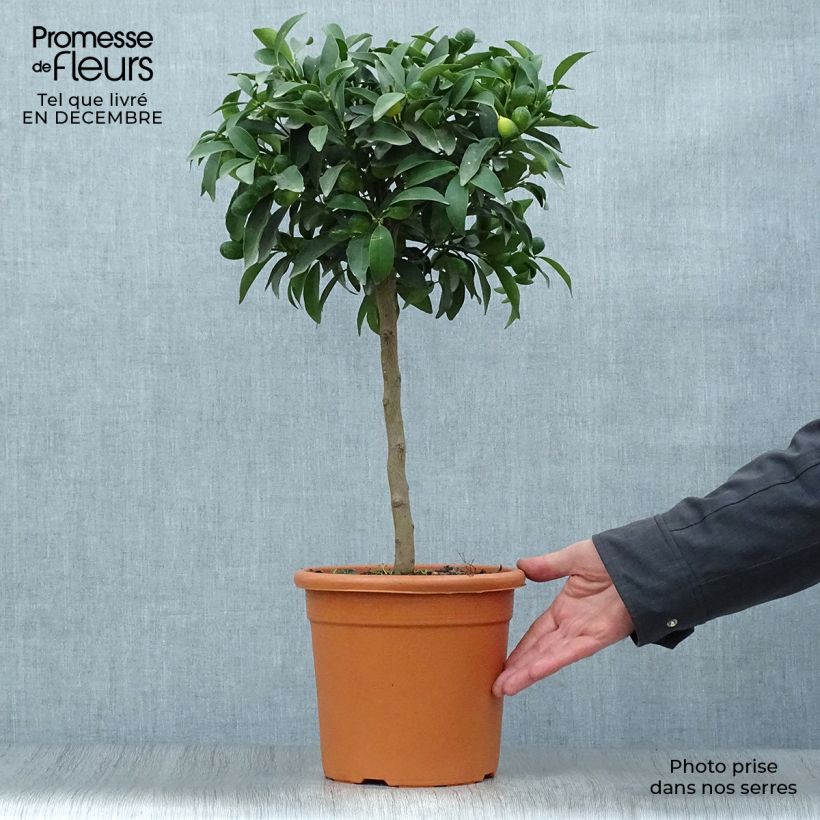 Kumquat Marumi - Fortunella japonica Pot de 4L/5L Ejemplar entregado en invierno