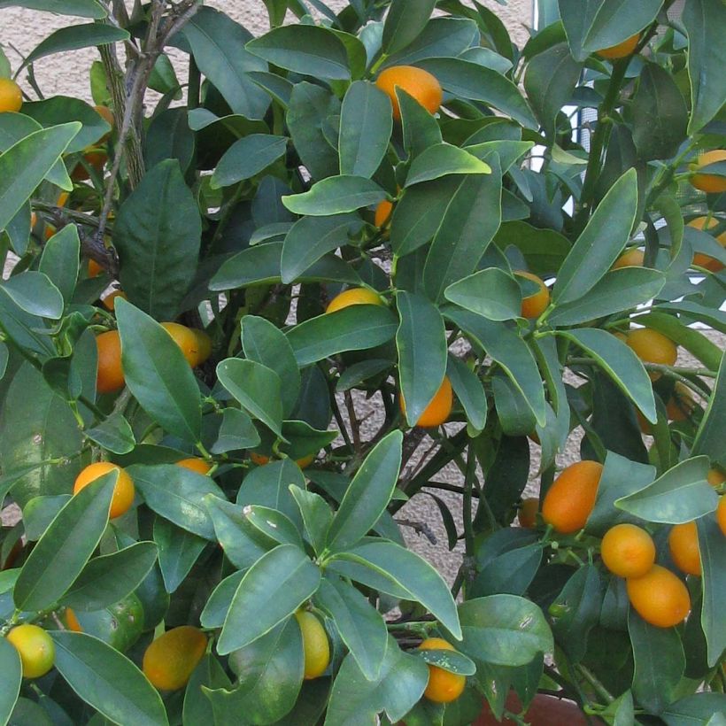 Kumquat Nagami - Fortunella margarita (Follaje)