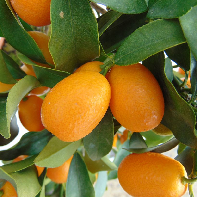 Kumquat Nagami - Fortunella margarita (Cosecha)