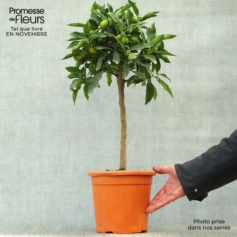 Ejemplar de Kumquat Nagami - Fortunella margarita Pot de 4L/5L entregado en otoño