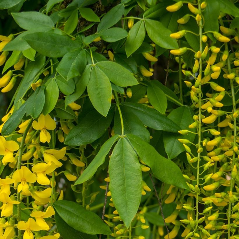 Laburnum alpinum Pendulum (Follaje)