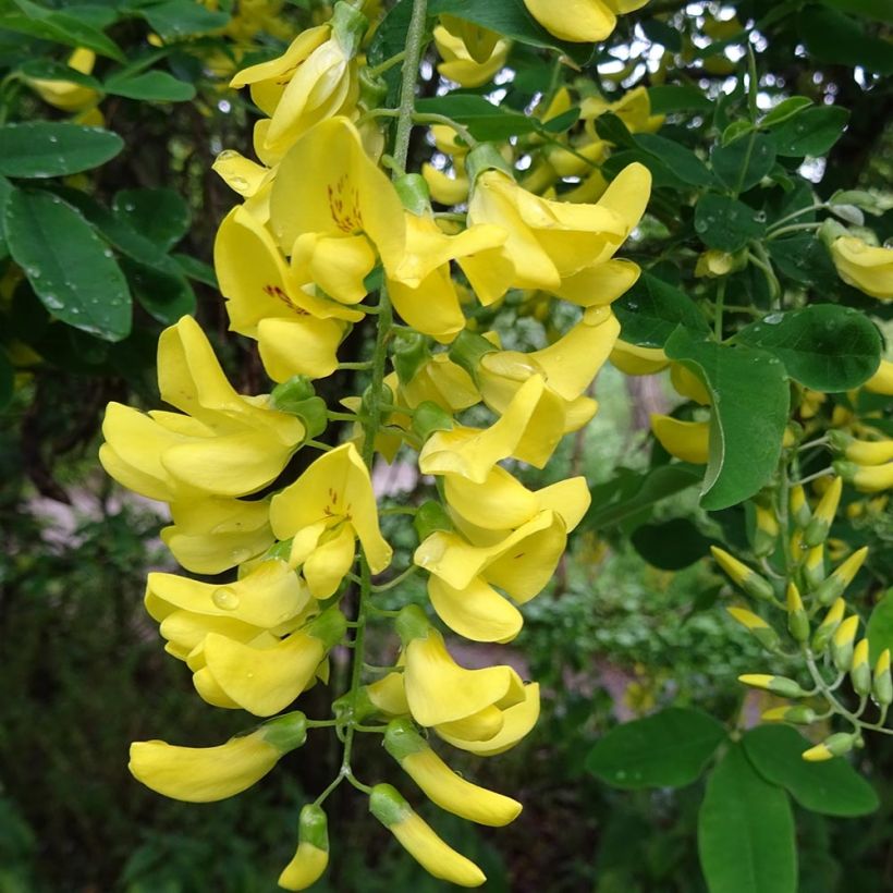 Laburnum alpinum Pendulum (Floración)