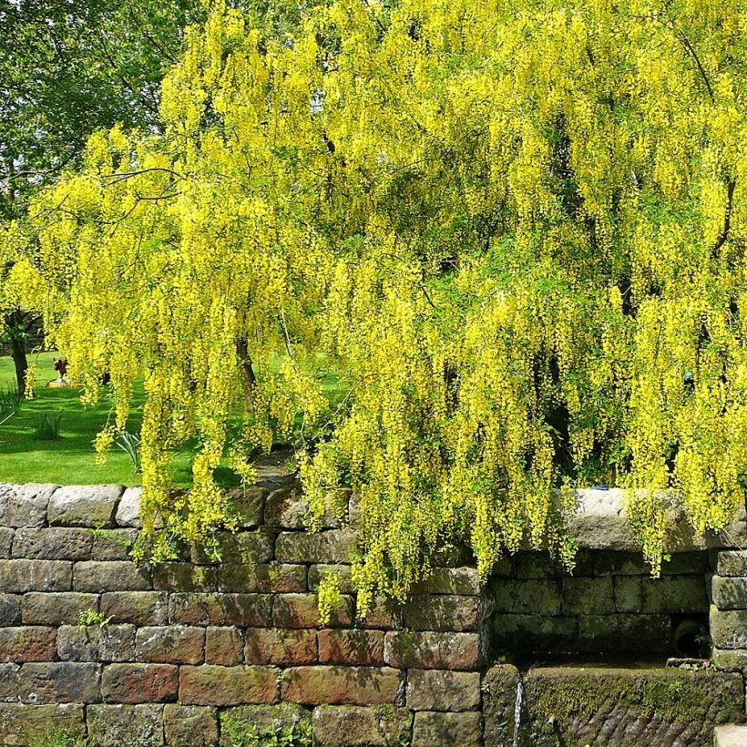 Laburnum alpinum Pendulum (Porte)