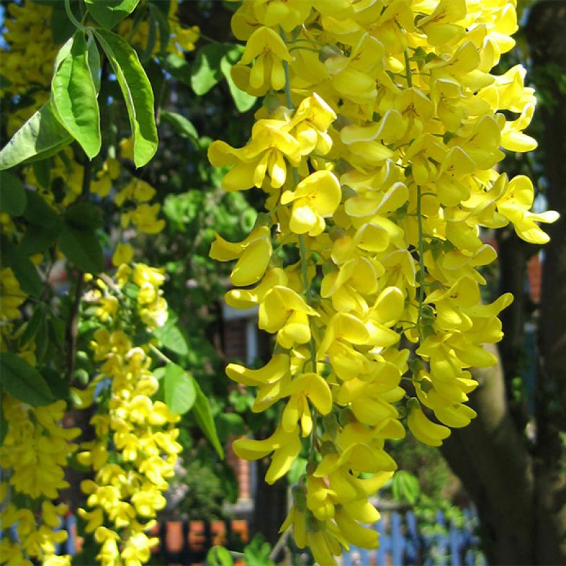 Laburnum anagyroides (Floración)