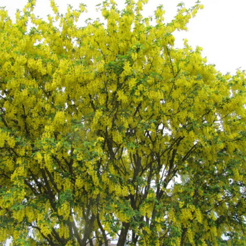 Laburnum anagyroides (Porte)