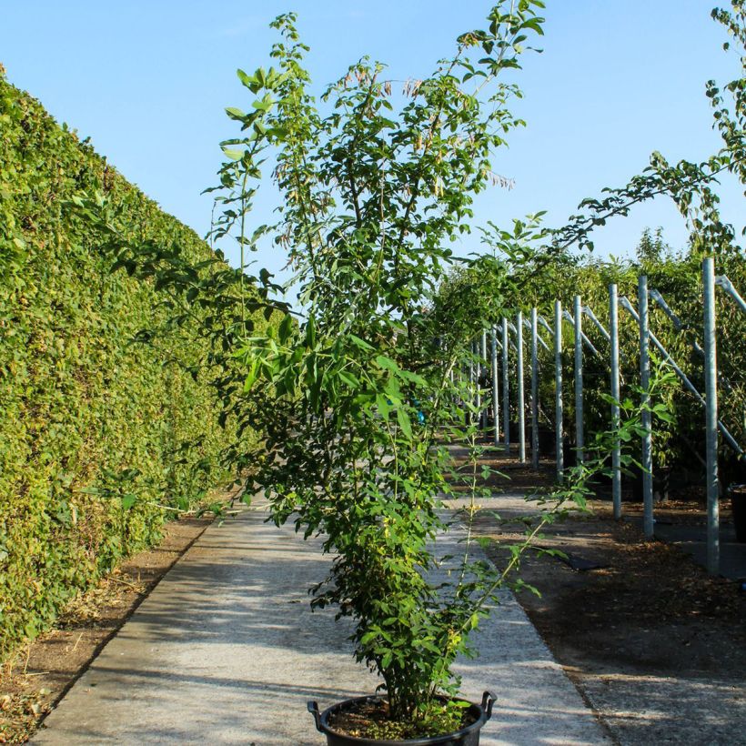 Laburnum anagyroides - Cytise à grappe - Pot de 70L Cépée Ejemplar entregado en la primavera