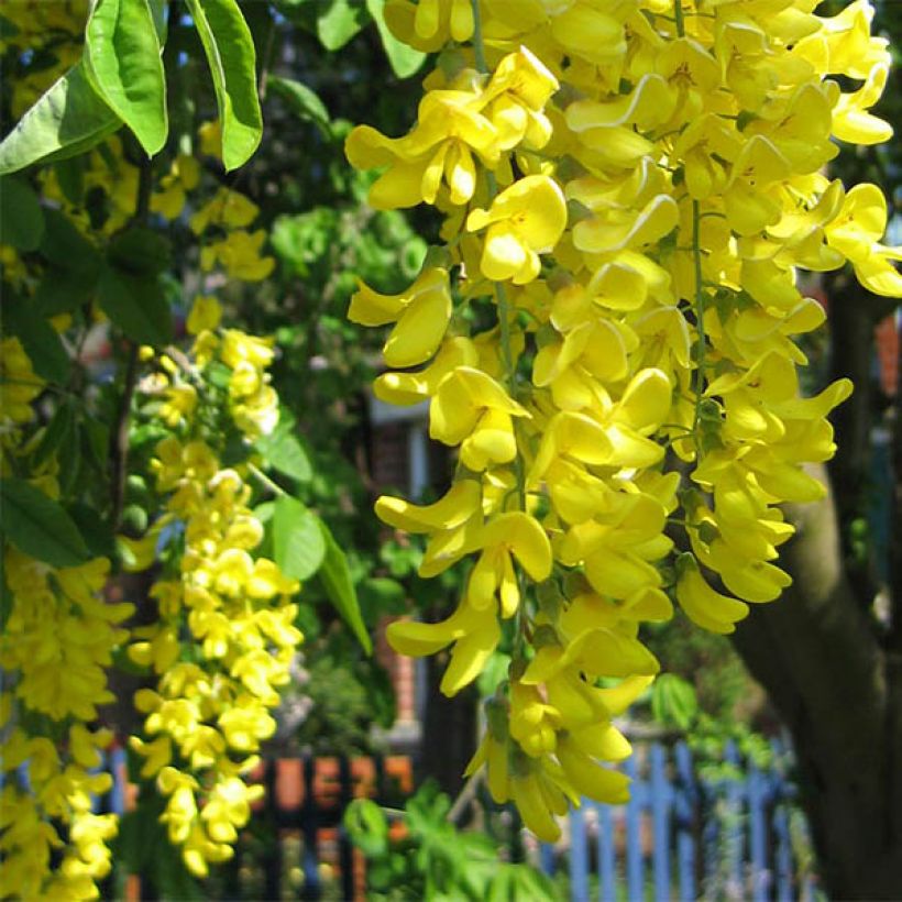 Laburnum watereri Vossii (Floración)