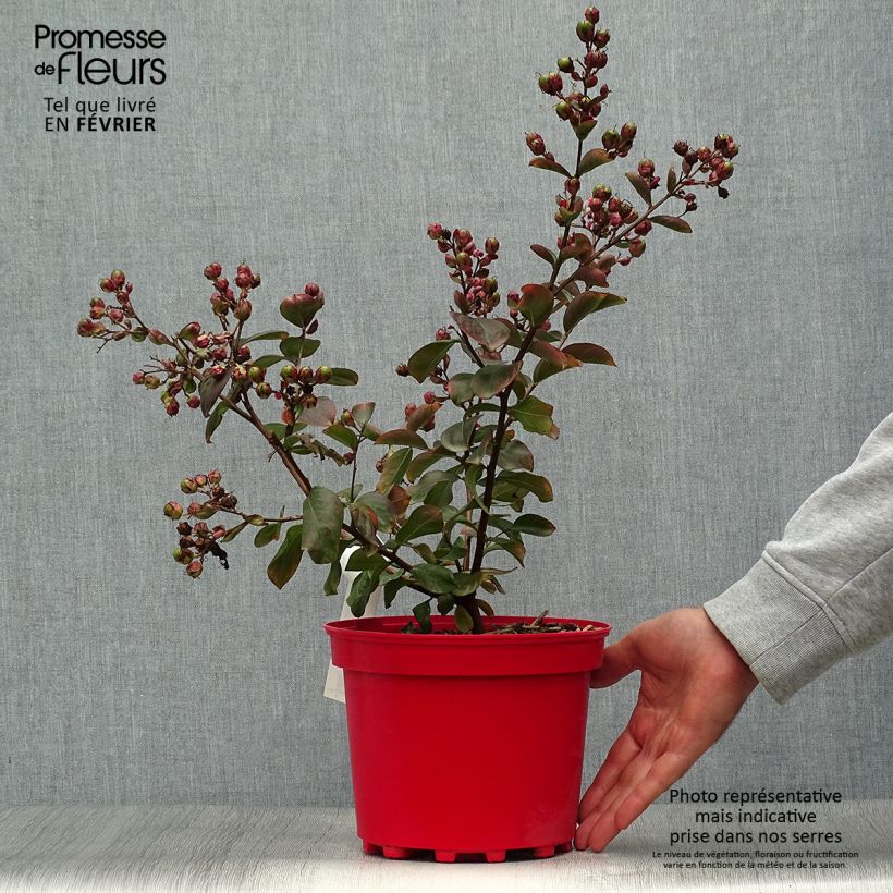 Ejemplar de Lagerstroemia Braise d'Eté - Lilas des Indes Pot de 3L/4L entregado en otoño