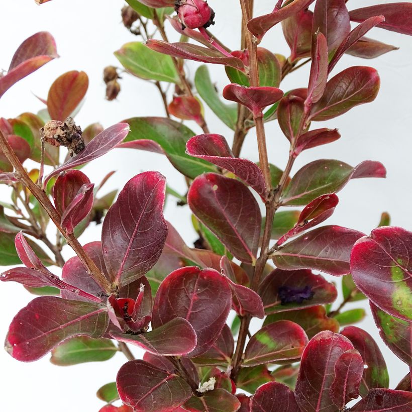 Árbol de Júpiter Braise d'Eté - Lagerstroemia indica (Follaje)