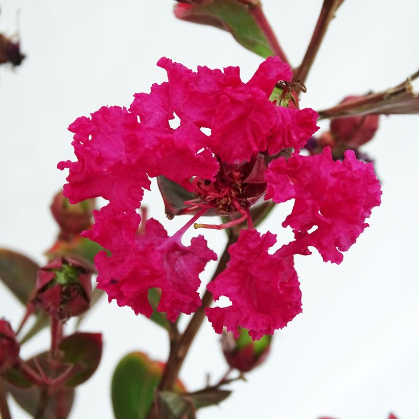 Árbol de Júpiter Braise d'Eté - Lagerstroemia indica (Floración)