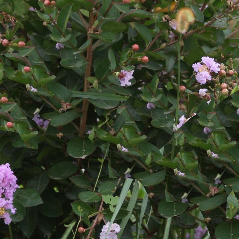 Árbol de Júpiter Camaïeu d'Ete - Lagerstroemia indica (Follaje)