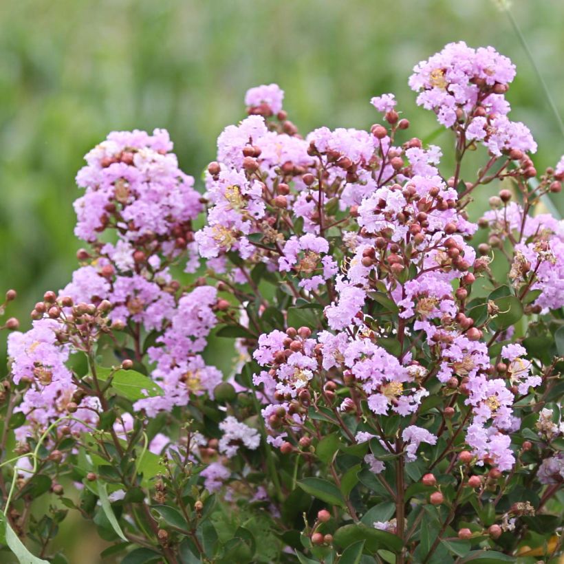 Árbol de Júpiter Camaïeu d'Ete - Lagerstroemia indica (Floración)