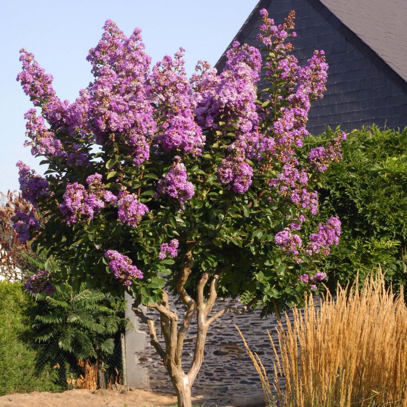 Árbol de Júpiter Lilac Grand Sud - Lagerstroemia indica (Porte)