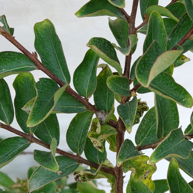 Árbol de Júpiter Lilac Grand Sud - Lagerstroemia indica (Follaje)