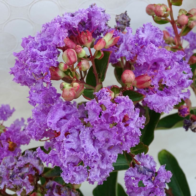 Árbol de Júpiter Lilac Grand Sud - Lagerstroemia indica (Floración)