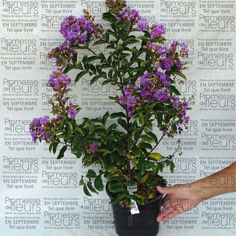 Ejemplo de ejemplar de Lagerstroemia Lilac Grand Sud - Lilas des Indes. Pot de 4L/5L tal y como se entrega