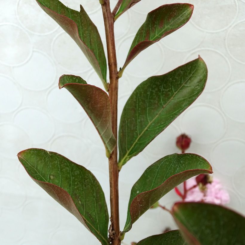 Árbol de Júpiter Neige d'Eté - Lagerstroemia indica (Follaje)