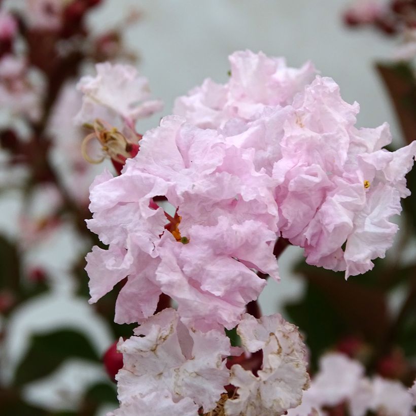 Árbol de Júpiter Neige d'Eté - Lagerstroemia indica (Floración)