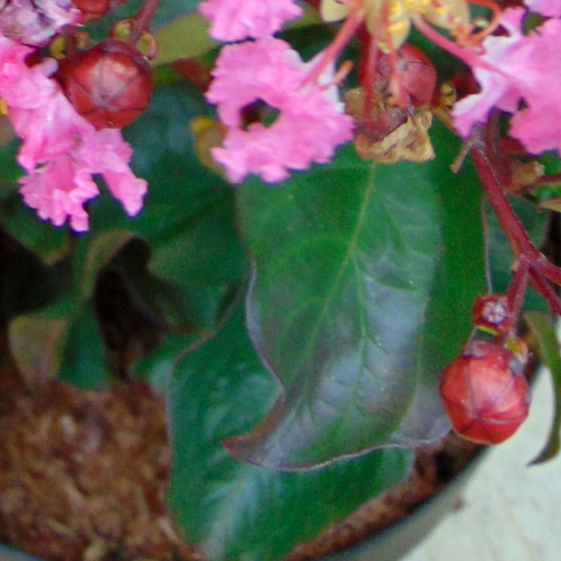 Árbol de Júpiter Rhapsody in PINK - Lagerstroemia indica (Follaje)