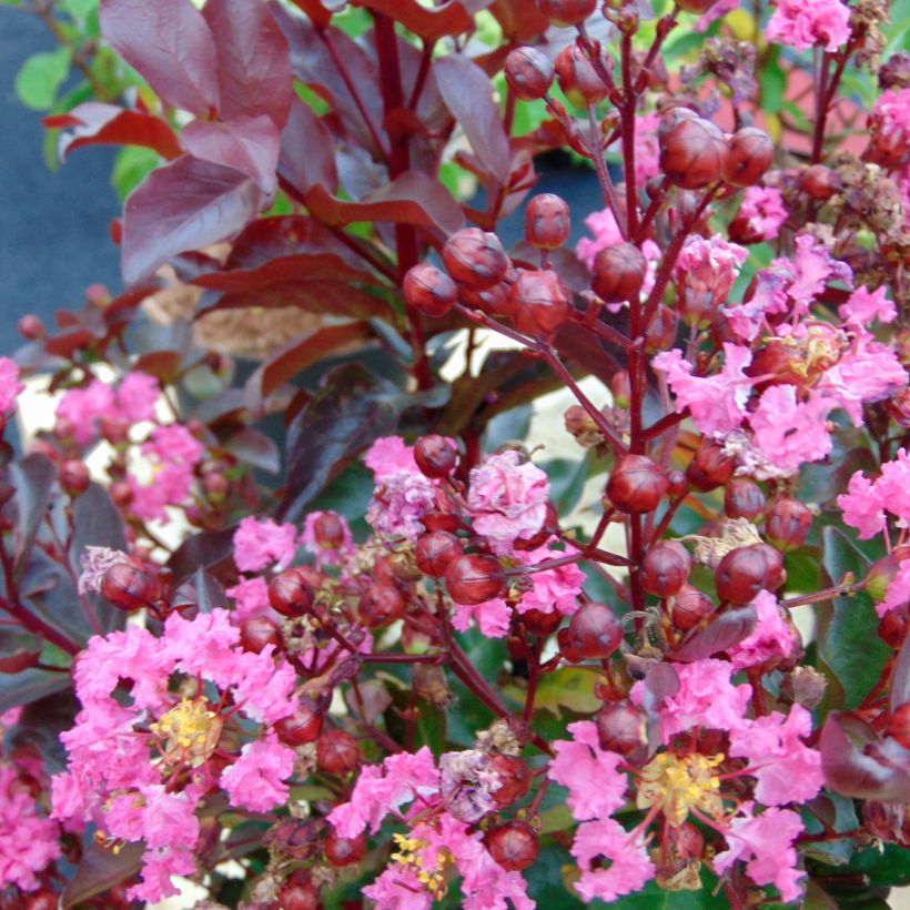 Árbol de Júpiter Rhapsody in PINK - Lagerstroemia indica (Floración)