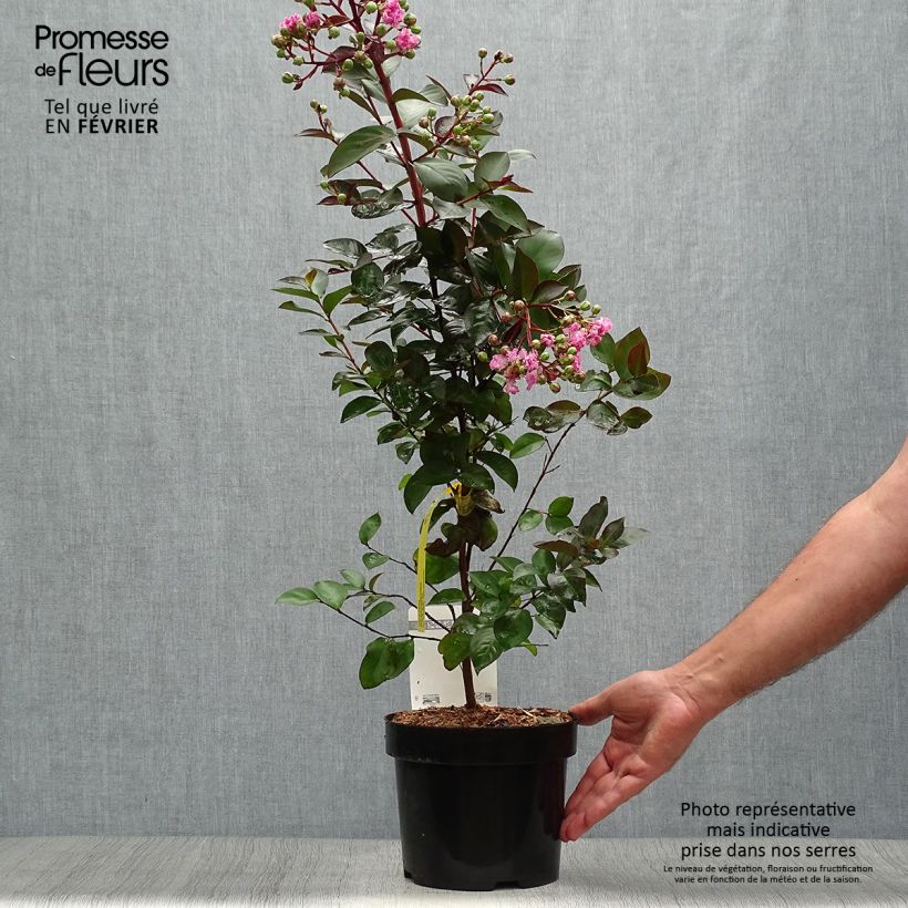 Ejemplar de Lagerstroemia Rhapsody in PINK en pot de 3L/4L entregado en otoño