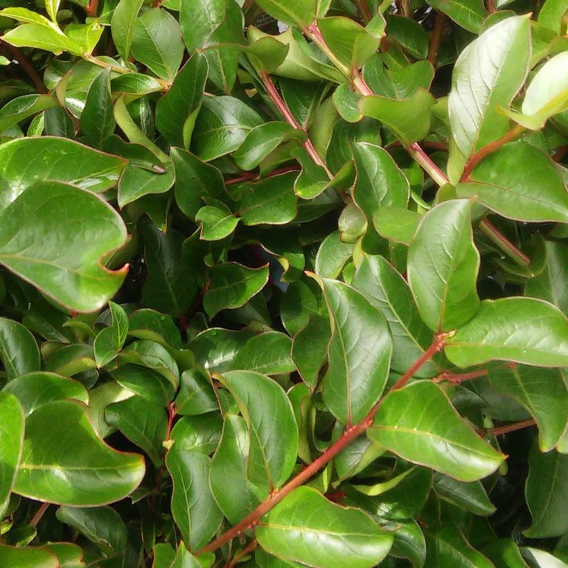 Árbol de Júpiter Bergerac - Lagerstroemia indica (Follaje)