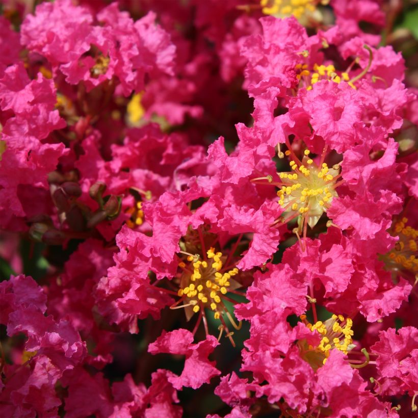 Árbol de Júpiter Bergerac - Lagerstroemia indica (Floración)