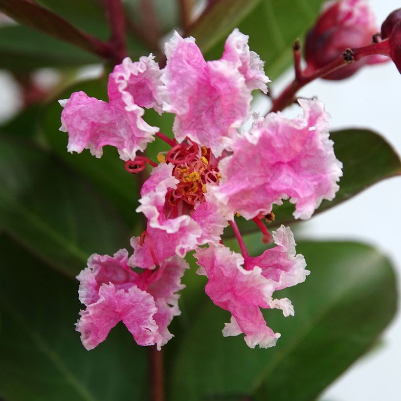 Árbol de Júpiter Berlingot Menthe - Lagerstroemia indica (Floración)