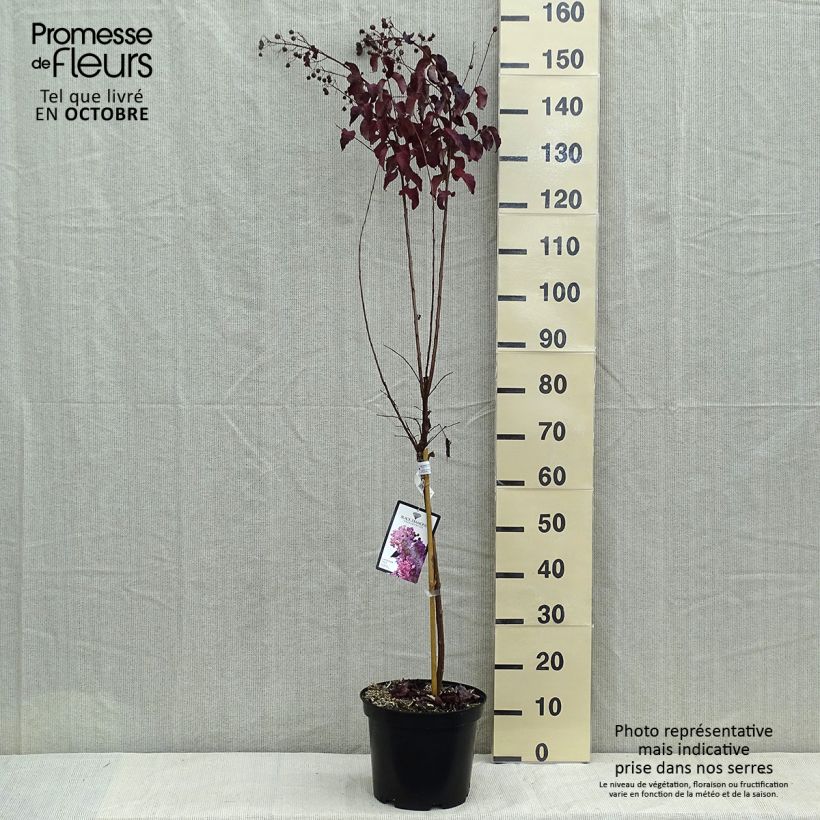 Ejemplar de Lagerstroemia indica Black Diamond Lavender Lace - Lilas des Indes Pot de 7.5L/10L Demi-tige entregado en otoño