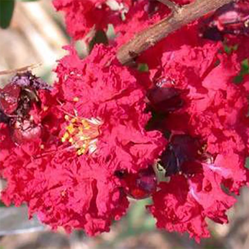 Árbol de Júpiter Dynamite - Lagerstroemia indica (Floración)