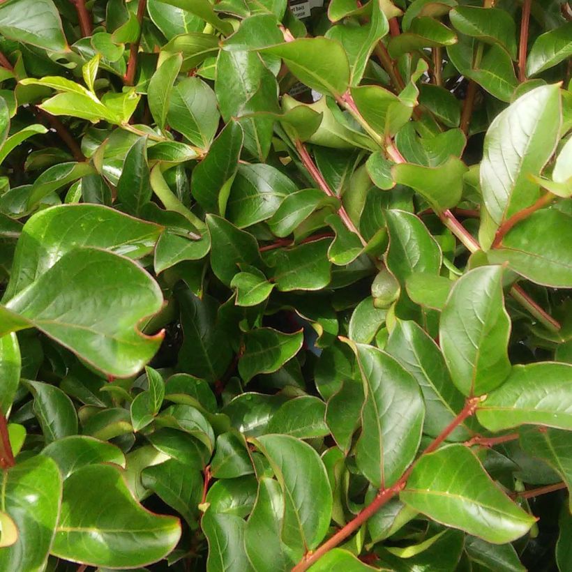 Árbol de Júpiter Fucsia d'Eté - Lagerstroemia indica (Follaje)