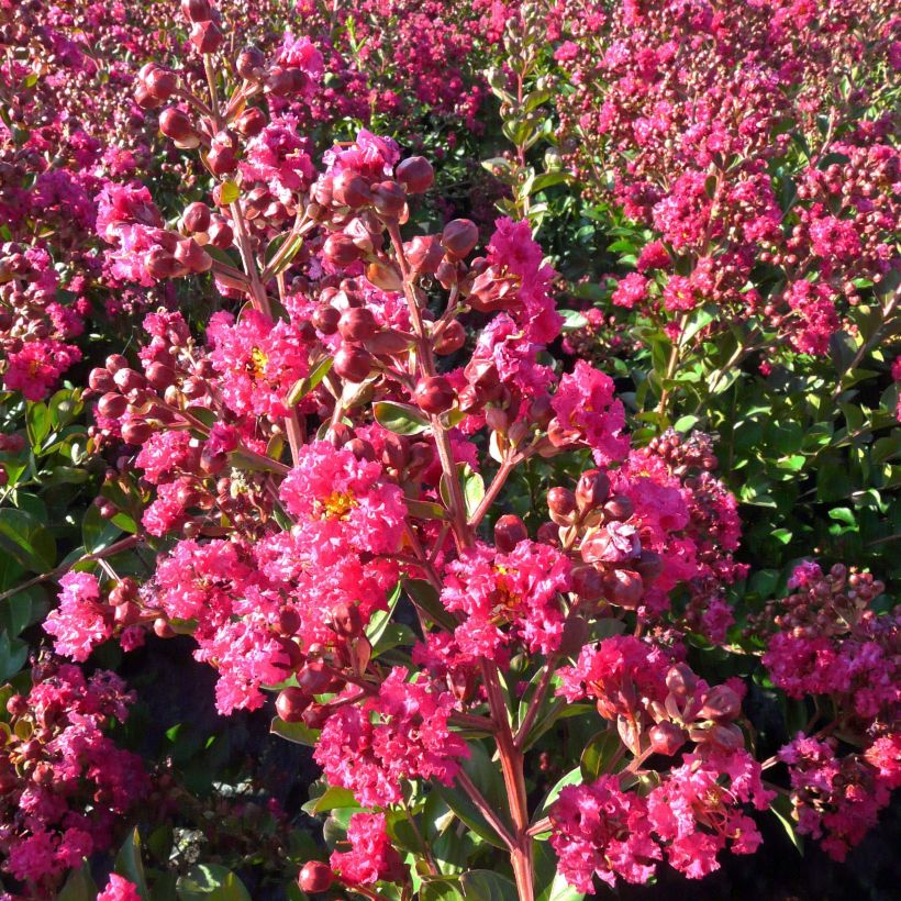 Árbol de Júpiter Fucsia d'Eté - Lagerstroemia indica (Floración)