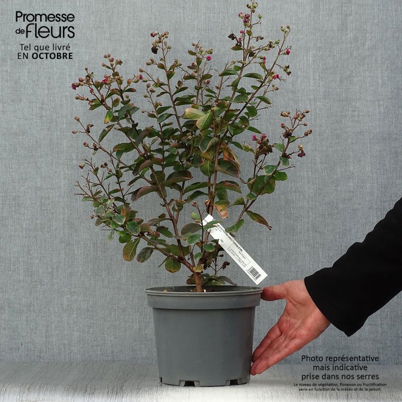 Ejemplar de Lagerstroemia indica Fuchsia d'Eté - Lilas des Indes Pot de 4L/5L entregado en otoño