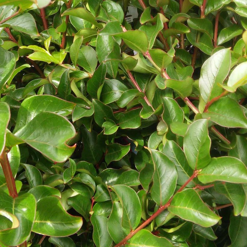 Árbol de Júpiter Grand Cru - Lagerstroemia indica (Follaje)