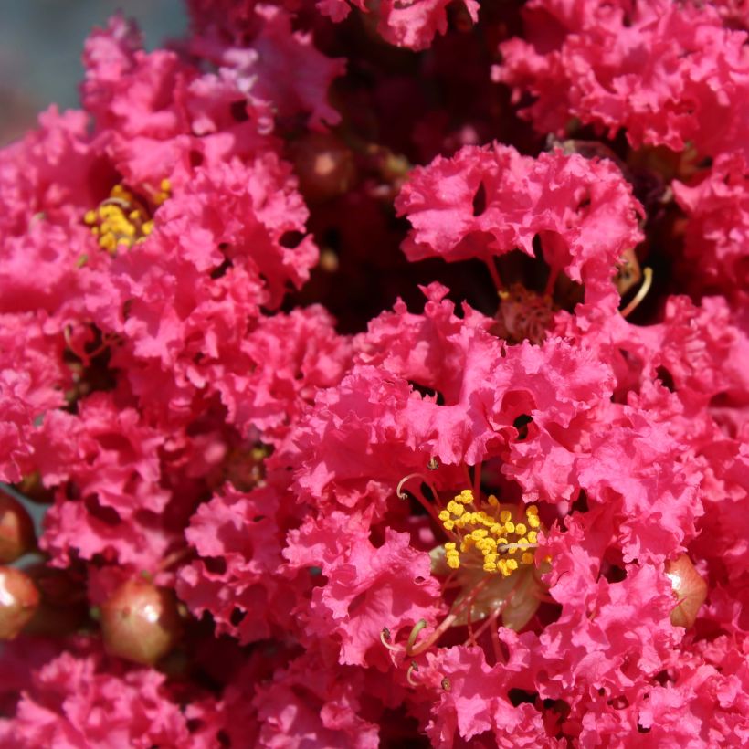 Árbol de Júpiter Grand Cru - Lagerstroemia indica (Floración)