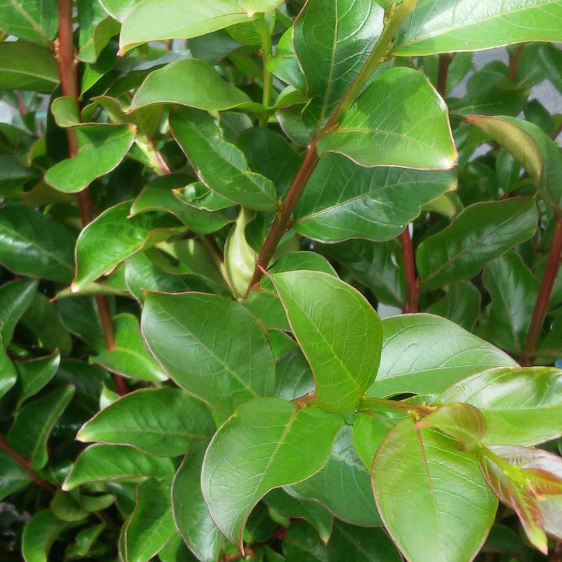 Árbol de Júpiter Houston - Lagerstroemia indica (Follaje)