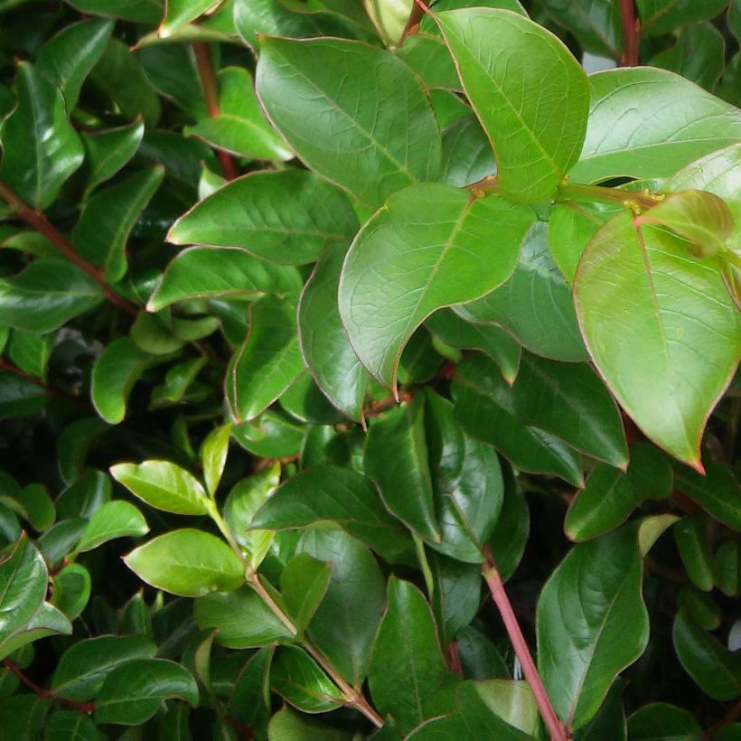 Árbol de Júpiter Jacqueline Desmartis - Lagerstroemia indica (Follaje)