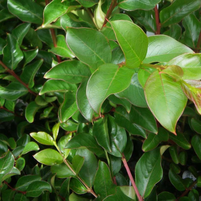 Árbol de Júpiter Jeanne Desmartis - Lagerstroemia indica (Follaje)